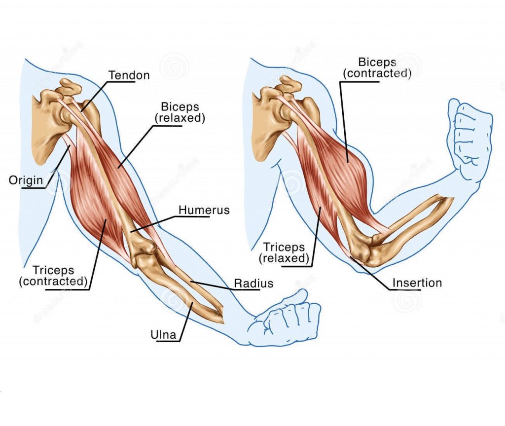 bicepsy-triceps-ruch-ręka-27882837